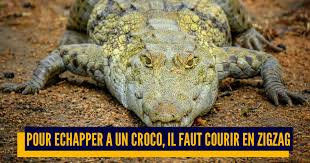 Résultat de recherche d'images pour         "caiman crocodile alligator + humour"