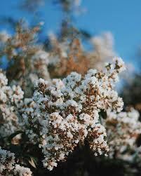 When you plant flowering trees in your landscape, you're assured of bursts of red, white, pink or yellow every year at about the same time. Natural Products Pa Ti Cosmetics United States White Flowering Trees Flowering Trees Flower Model