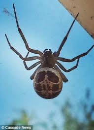 Reviewed by jennifer robinson, md on december 16, 2020. Two Treated In Hospital After Being Bitten By Poisonous False Widow Spiders But Experts Insist There Aren T Any More Of Them Than Normal Poisonous Spiders Spider Animals