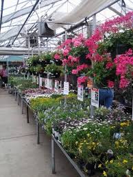 Tagawa Garden Center Parker Co Tanaman Hiasan