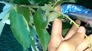 Gambar 1 gambar 2 gambar 3 gambar 4 gambar 5 gambar 5 gambar 6 gambar 7 gambar 8 gambar 9 kata kunci : Khasiat Daun Kersen Untuk Kesehatan Bisa Jadi Obat Asam Urat Harapan Rakyat Online