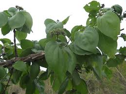 Image result for Strychnos cocculoides