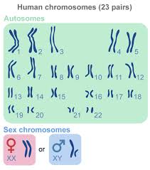 The usual book, fiction, history, novel, scientific research, as capably as various additional sorts of books are. 3 9 Human Chromosomes And Genes Biology Libretexts