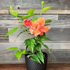 Image result for Hibiscus seineri