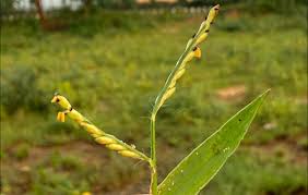 Image result for Panicum phragmitoides