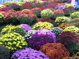 Do garden mums come back every year. Fall Mums How To Care For Autumn S Hardy Colorful Blooms Bob Vila