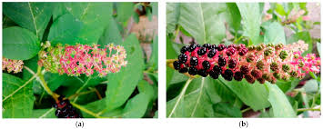 Image result for Phytolacca dodecandra