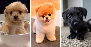 Fotos de perritosbebé tiernos y bonitos para olvidar un poco las desgracias del mundo. Te Presentamos A Los Perros Mas Pequenos Y Adorables Son Tan Chiquitos Que Seguro Querras Cargarlos En Tu Bolsillo Y Lo Mejor De Puppies Cute Animals Animals