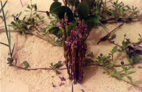 Image result for Striga gesnerioides