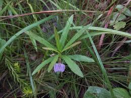 Image result for Afrohybanthus