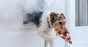 Farmers insurance exchange, the largest of the three primary insurance insurers that make up farmers insurance, is recognized as one of the largest u.s. Pet Starts A Home Fire Farmers Insurance