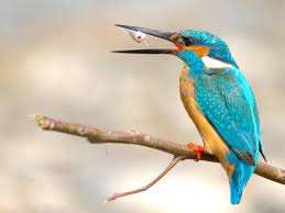 Gambar Burung Jenis Burung Foto Burung Kicau Burung Kicauan Download Gambar Download Suara Burung 4 Galeri Om Kicau