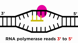 Start studying biology transcription and translation worksheet answers. Transcription And Translation From Dna To Protein