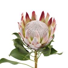 Image result for Protea