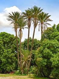 palm trees in nyala southern darfur أشجار النخيل نيالا جنوب دارفور by can karaca sudan nyala darfur original artwork mesopotamia photo