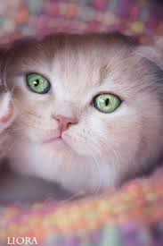 Pin By Lyudmila Sventohovskaya On Koshki Beautiful Cats Cute Cats Cats