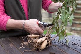 Once the tubers look and feel dry, shake off any remaining soil and place them into containers of dry, peaty compost so the stems stick out above the. Lift And Store Dahlias Bbc Gardeners World Magazine