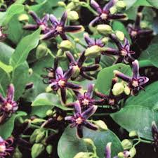 Image result for Periploca