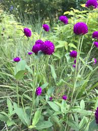 Image result for Gomphrena globosa