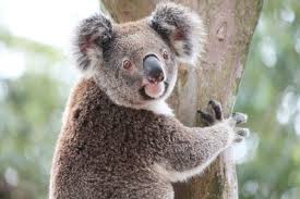 Whether you are studying owls, bats, wolves, or even racoons, night animals are always fascinating these are my favorite books to build background knowledge about nocturnal animals. Nocturnal Animals List Animal Sake