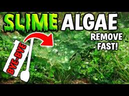 This will remove the majority of the algae but will not prevent future growth. Pin On Aquarium Know How