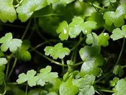 Image result for Hydrocotyle