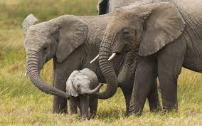 Cute Baby Elephant Wallpaper 1080p Baby Elephant Animals Beautiful Elephant Wallpaper