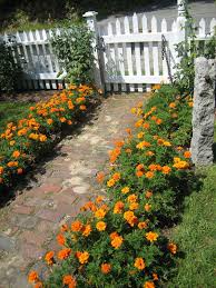 Marigolds Durango Orange Jpg 1 200 1 600 Pixels Garden Walkway Garden Planning Garden Design