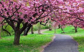 Pink flowering trees, japan, architecture, cherry blossom hd. Cherry Blossom Tree Wallpapers Top Free Cherry Blossom Tree Backgrounds Wallpaperaccess