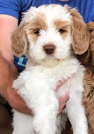 Daisy Hill Australian Labradoodles We Specialize In Allergy Friendly Non Shedding Labradoodl Australian Labradoodle Puppies Puppies Near Me Labradoodle Puppy