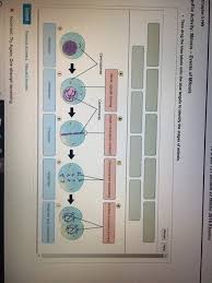 Bioflix Activity Mitosis Events Of Mitosis Answers Solved Chapter 5 Hw Ioflix Activity Mitosis Events Of Mi Chegg Com