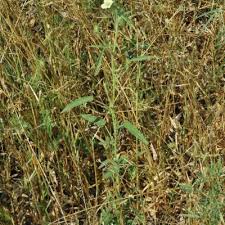 Image result for Hibiscus sidiformis