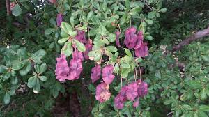 Image result for Terminalia stuhlmannii