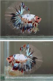 Did You Know There Is A Betta Gene Called Marble That Causes Them To Change Color Throughout Their Lifetime If You Ever Beta Fish Cool Fish Betta Fish Tank