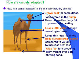 Unlike most mammals, a healthy camel's body temperature fluctuates. Adaptaion An Inherited Characteristic That Increases Survival And Reproduction The Result Of The Evolutionary Process And Natural Selection Ppt Download