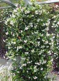 Maybe you would like to learn more about one of these? Trachelospermum Jasminoides Star Jasmine Evergreen Vines Climber Plants Evergreen Plants