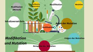 Declension and plural of modifikation. Mutation Und Modifikation By Luca Maushagen