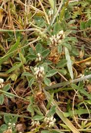 Image result for Trifolium wentzelianum