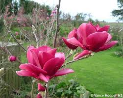 Red Magnolia Tree Magnolia X Ian S Red Magnolia Picard S Ruby X Magnolia Vulcan Magnolia Flower Flower Photos Red Magnolia