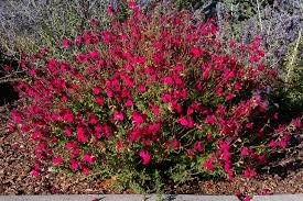 Arizona flowering shrubs sage bushes with purple flowers bring life to the desert. How To Grow Autumn Sage Salvia Watters Garden Center