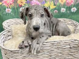 Hundreds of prints & styles, including holiday products and gifts for pet. Great Dane Puppies Petland Chillicothe