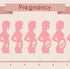 34 Timeless Pregnancy Stomach Measurements Chart