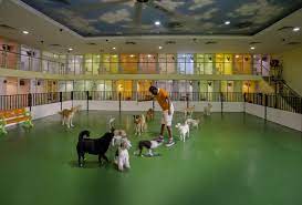 Choose from a wide range of properties which booking.com offers. 10 Of The Best Dog Retreats In Dubai What S On Dubai