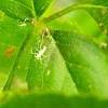 Sometimes all aphids need is a cool you can often get rid of aphids by wiping or spraying the leaves of the plant with a mild solution of water today a rose bush was literally covered with aphids and i had sprayed it a few days ago. Https Encrypted Tbn0 Gstatic Com Images Q Tbn And9gcta7clk7txfw3wg P3utsoqbtktekeu5gmlsjd Eqgqrtxq6ds2 Usqp Cau