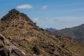 Image result for Cotyledon barbeyi