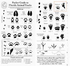 Florida Animal Tracks Identification Google Search