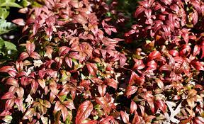 Another plus is that it is a disease resistant shrub. Nandina Domestica Fire Power Fire Power Nandina North Carolina Extension Gardener Plant Toolbox