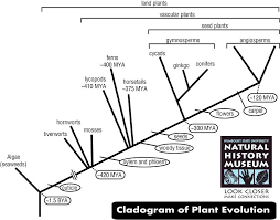We did not find results for: Evolution Of Land Plants Natural History Museum