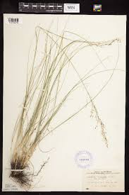 Image result for Sporobolus agrostoides