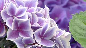 Schnittgut Alles Aus Dem Garten Br Fernsehen Fernsehen Br De